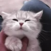 kittenss 21