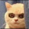 KUCINGNYA 13
