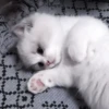 kittenss 22
