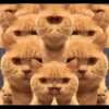 KUCINGNYA 15