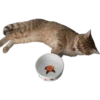 MeowMeowPack 13