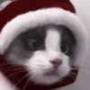 kittenss 23