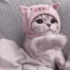 kittenss 24