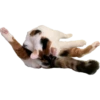 MeowMeowPack 15