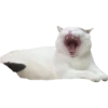 MeowMeowPack 16
