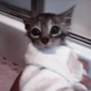 kittenss 25