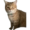 MeowMeowPack 17