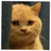 KUCINGNYA 16