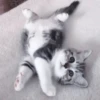 kittenss 26