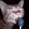 kittenss 27