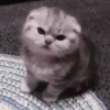 kittenss 28
