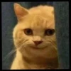KUCINGNYA 17