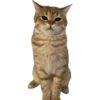 MeowMeowPack 18