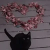 kittenss 29
