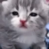 kittenss 30