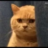 KUCINGNYA 19