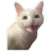 Cats memes 5