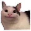 Cats memes 6