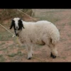 for you ma sheep 5