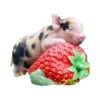 Мини пиги 5