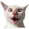 Cats memes 7