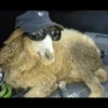 for you ma sheep 6