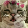 Cute Animals 5