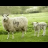 for you ma sheep 7