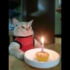 Cute Animals 6