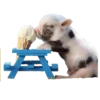 Мини пиги 7