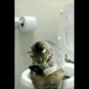 Cute Animals 8