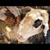 for you ma sheep 8