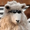 for you ma sheep 9