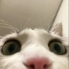 Cute Animals 9