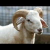 for you ma sheep 10