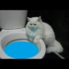 Cute Animals 10