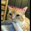 Cute Animals 11