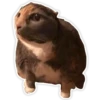 Cats memes 8