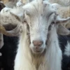 for you ma sheep 11
