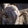for you ma sheep 12