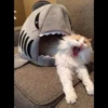 Cute Animals 13