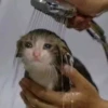 Almost sad cats 6