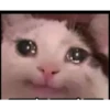 Almost sad cats 9