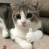 Almost sad cats 10