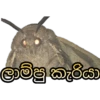 T ලාම්පු කැරියා