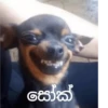 n සෝක්