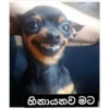හිනායනව මට