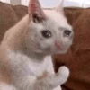 Almost sad cats 11