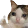 Cats 8