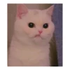 Almost sad cats 12